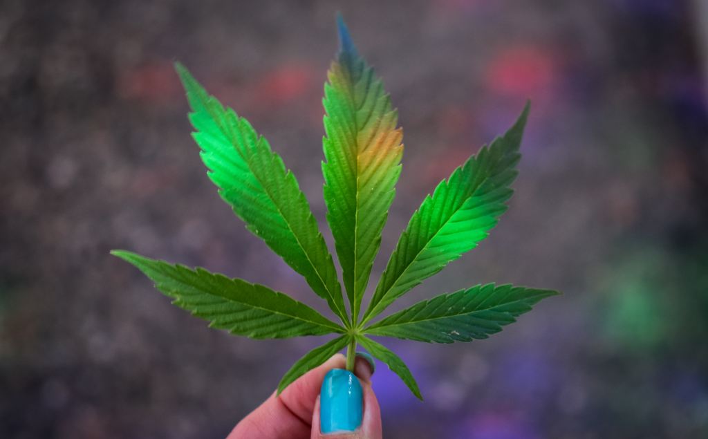 New Year, New Strains: Cannabis Trends to Watch in&nbsp;2024