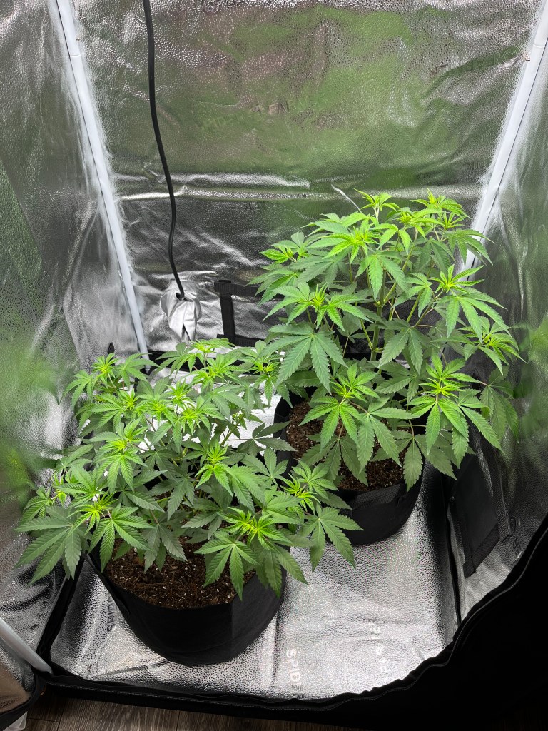 Weed Queens Alert!
Meet Nicole Stover, the powerhouse founder of Lit Life Media who's lighting up the cannabis industry!

From budtender to boss babe, Nicole's story is one of passion, perseverance, and paving the way for women in weed.

In our latest Weed Queens feature, Nicole shares her journey, the challenges of breaking barriers, and her vision for a more inclusive cannabis space.