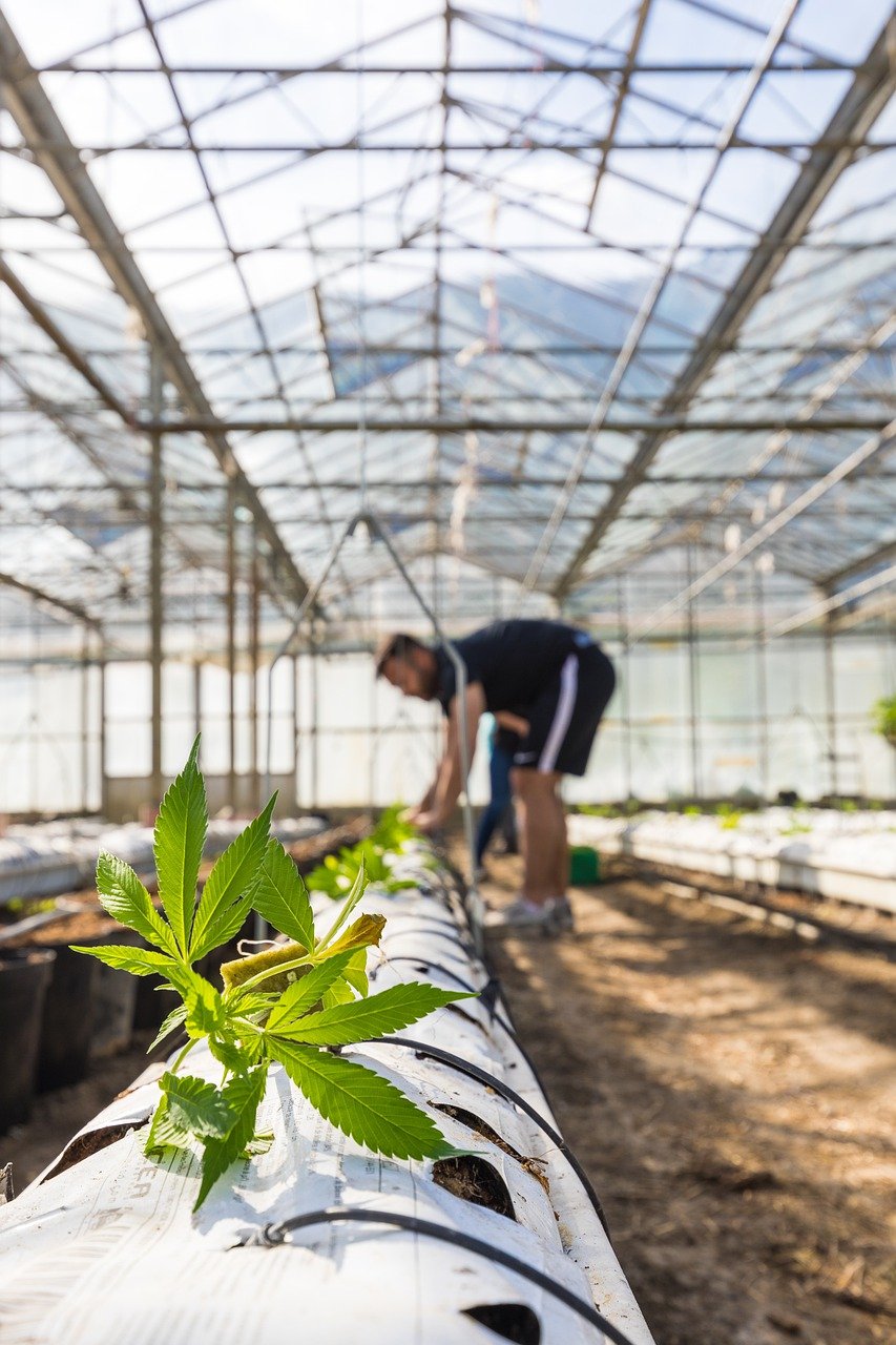 Budding Green: Sustainability Takes Root in the Cannabis&nbsp;Industry