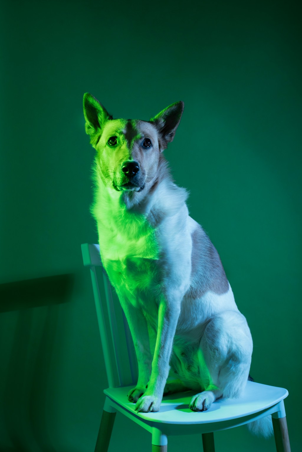 5 Cannabis-Themed Gifts for Your&nbsp;Pet